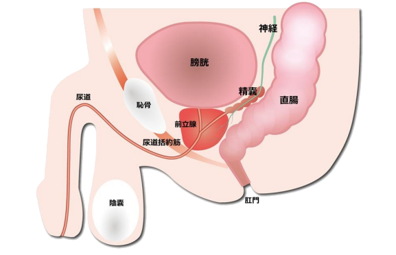 前立腺について